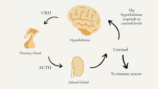 Understanding High Cortisol