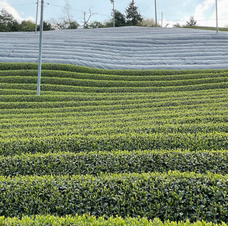 Rosemary & Brown Rice Genmaicha Tea