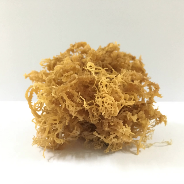 Irish Sea Moss